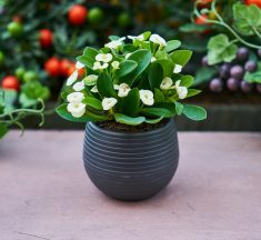 Descubra como decorar seu apartamento com plantas